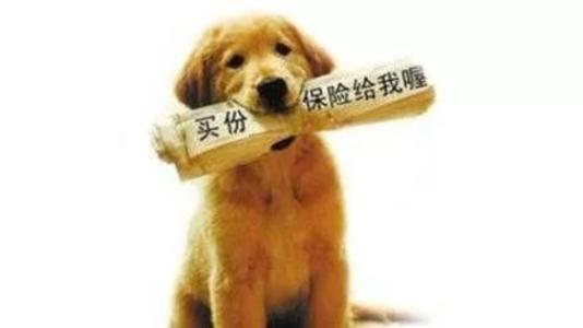 寵物保險怎么挑選？有寵物的你確定不了解一下？