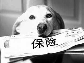 寵物保險怎么挑選？有寵物的你確定不了解一下？